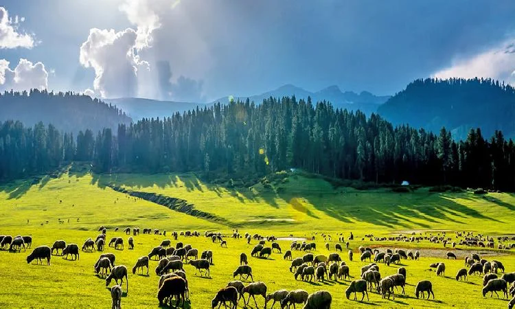 Journey Jockeys Tour & Travels - The Best Tour Operator in Kashmir